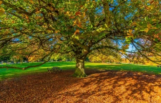 Fototapeta na ścianę jesienna przemiana drzewa FP 3381