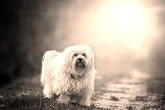 Fototapeta na ścianę pies na tle świecącego słońca FP 2422
