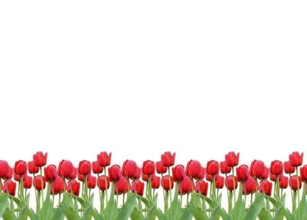 Tablica suchościeralna 01X 073 czerwone tulipany - Wzór graficzny. Rząd czerwonych tulipanów na zielonych łodygach na białym