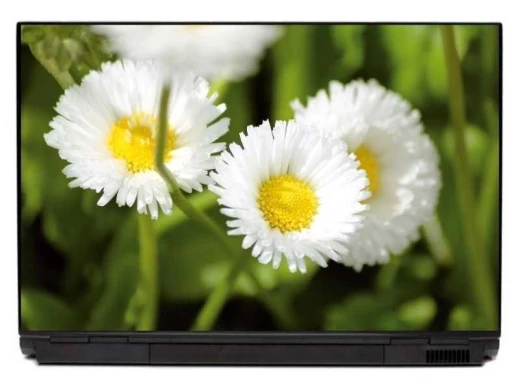 Naklejka na laptopa z fotograficznym motywem białych stokrotek z żółtymi środkami na zielonym tle