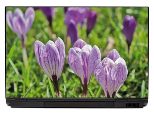 Naklejka na laptopa z fotograficznym motywem fioletowych krokusów na tle zielonej trawy, naklejona na obudowę