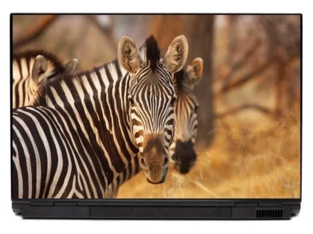 Naklejka na laptopa zebra 0043