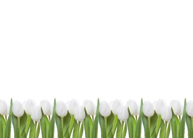 Tablica suchościeralna magnetyczna tulipany 01X 068 - Wzór graficzny. Białe tulipany z zielonymi liśćmi w rzędzie na białym