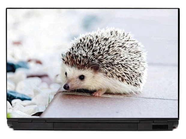 Naklejka na klapę laptopa z fotograficznym nadrukiem małego, biało-brązowego jeża na jasnym tle