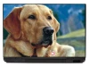 Naklejka na laptopa pies P188 - Wzór graficzny. Przedstawia psa z brązową sierścią, skupionym spojrzeniem