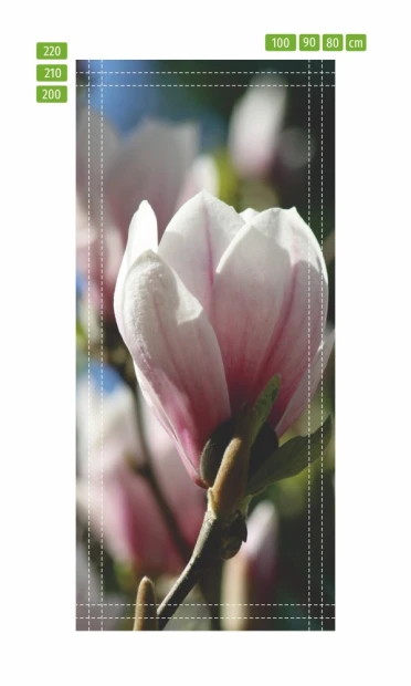 Fototapeta na drzwi z jasnoróżową magnolią przedstawiona na infografice z liniami pomocniczymi wymiarowania