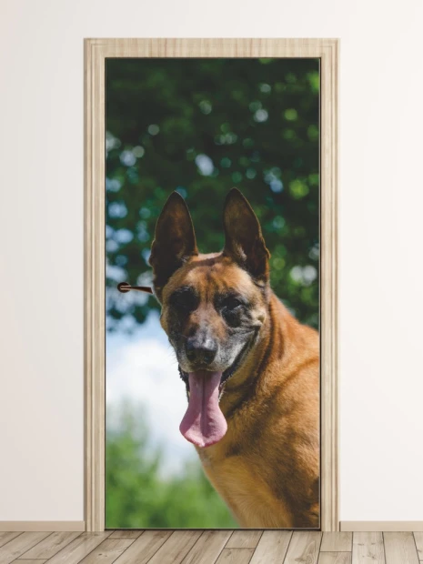 Fototapeta na drzwi z nadrukiem przedstawiającym psa rasy owczarek belgijski Malinois na tle zieleni