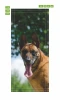 Fototapeta na drzwi pies Malinois P50 - Wzór graficzny. Grafika przedstawia psa rasy Malinois z wyraźnym uśmiechem