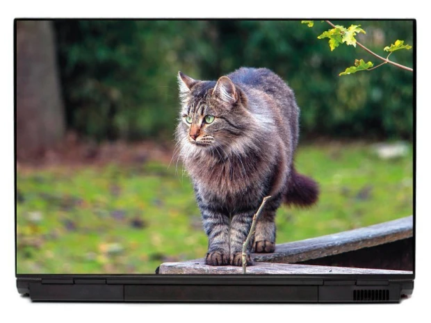 Naklejka na laptopa z fotograficznym nadrukiem puszystego, pręgowanego kota spacerującego w zielonym ogrodzie