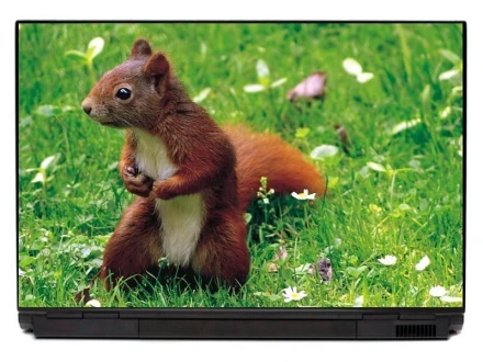 Naklejka na laptopa wiewiórka w trawie P412