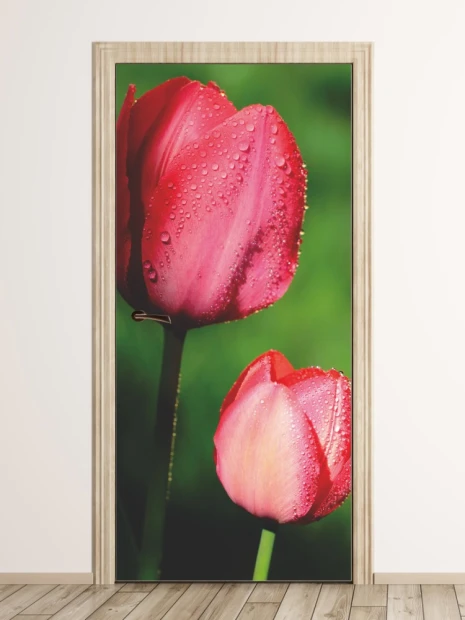 Fototapeta na drzwi z nadrukiem różowych tulipanów z kroplami rosy na zielonym tle