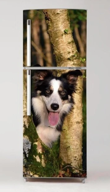 Naklejka na dwudrzwiową lodówkę z kolorowym nadrukiem psa border collie spoglądającego zza pnia
