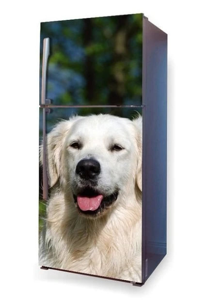Okleina na lodówkę naklejka Golden retriever pies P27 - Aranżacja w kuchni. Lodówka z wizerunkiem psa na tle zieleni