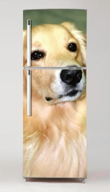 Okleina na lodówkę naklejka pies P22 - Wzór graficzny. Grafika przedstawia psa rasy golden retriever z bliska, na jasnym tle