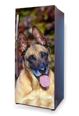 Okleina na lodówkę naklejka pies Malinois P52 - Wzór graficzny. Grafika przedstawia psa rasy Malinois z wyrazistym wyrazem