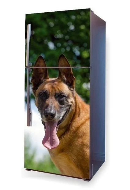 Okleina na lodówkę naklejka pies Malinois P50 - Wzór graficzny. Grafika przedstawia psa rasy Malinois z wyraźnym uśmiechem