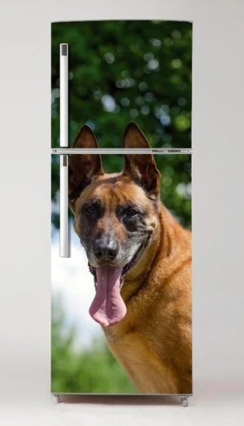 Okleina na lodówkę naklejka pies Malinois P50 - Wzór graficzny. Grafika przedstawia psa rasy Malinois z wyraźnym uśmiechem