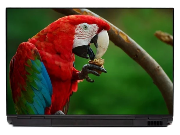 Naklejka na laptopa papuga P467 - Wzór graficzny. Papuga z czerwonymi, zielonymi i niebieskimi piórami trzyma orzech w łapie