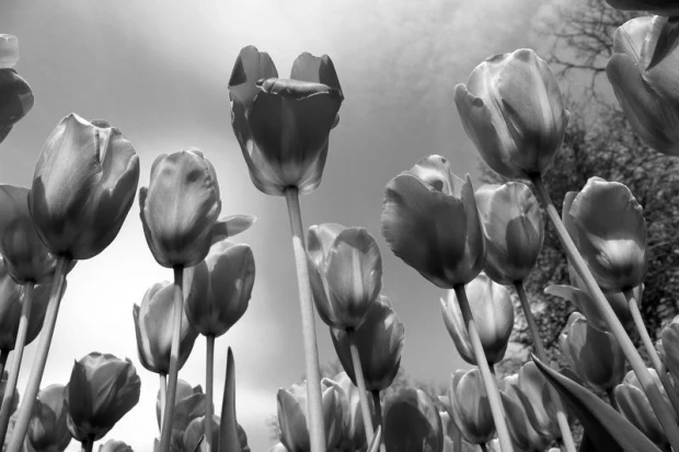 Fototapeta na ścianę czerwone tupilany na tle nieba FP 410 - Wzór graficzny. Kwiaty tulipanów w różnych pozycjach na tle