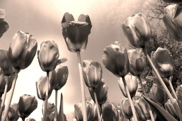 Fototapeta na ścianę czerwone tupilany na tle nieba FP 410 - Wzór graficzny. Kwiaty tulipanów w różnych pozycjach na tle