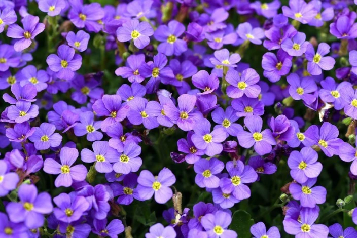 Fototapeta na ścianę drobne fioletowe kwiatki FP 398 - Wzór graficzny. Kwiaty w odcieniach fioletu z żółtymi środkami