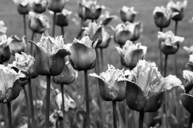Fototapeta na ścianę fioletowe strzępiaste tulipany FP 406 - Wzór graficzny. Kwiaty tulipanów o strzępionych brzegach