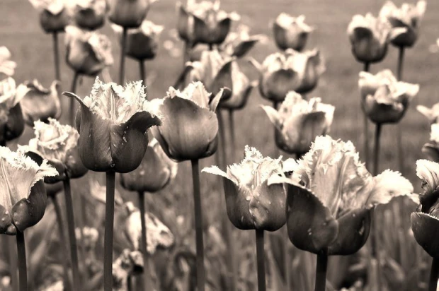 Fototapeta na ścianę fioletowe strzępiaste tulipany FP 406 - Wzór graficzny. Kwiaty tulipanów o strzępionych brzegach
