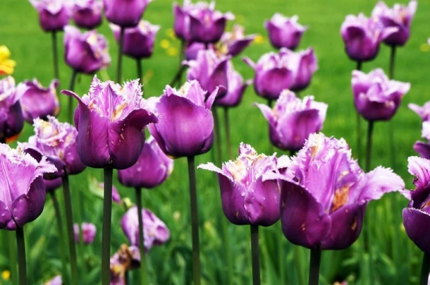 Fototapeta na ścianę fioletowe strzępiaste tulipany FP 406 - Wzór graficzny. Fioletowe tulipany z frędzlami na zielonym tle