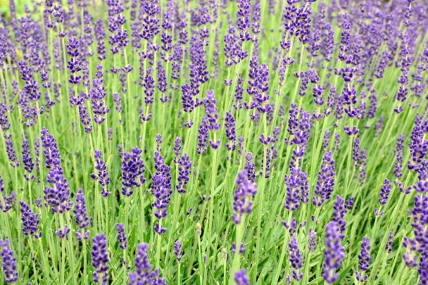 Fototapeta na ścianę z nadrukiem gęstych, fioletowych kwiatów lawendy na tle zielonych łodyg