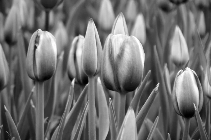 Fototapeta na ścianę tulipany z uprawy FP 497 - Wzór graficzny. Kwiaty tulipanów w różnych kształtach, w odcieniach szarości