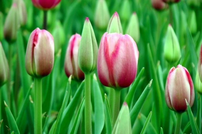 Fototapeta na ścianę tulipany z uprawy FP 497 - Wzór graficzny. Kwiaty tulipanów w różnych odcieniach różu i zieleni