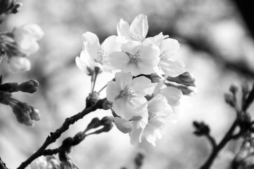 Fototapeta na ścianę z czarno-białym nadrukiem zbliżenia na kwitnące kwiaty wiśni japońskiej sakura