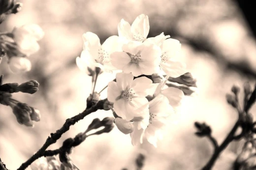 Fototapeta na ścianę z nadrukiem kwitnących kwiatów wiśni sakura w sepii z efektem rozmytego tła