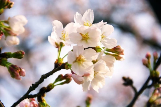 Fototapeta na ścianę z nadrukiem kwitnącej gałązki białej wiśni japońskiej sakura na rozmytym tle
