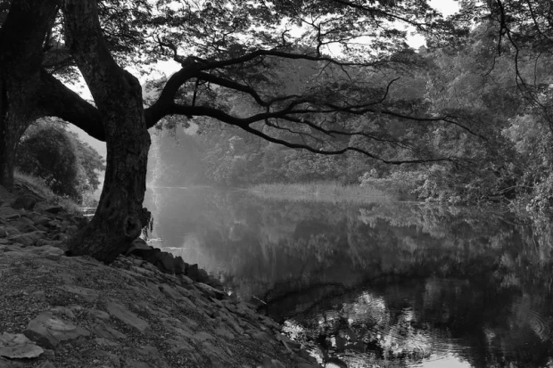 Czarno-biała fototapeta z motywem rozłożystego drzewa, którego korona i pień odbijają się w lustrze rzeki