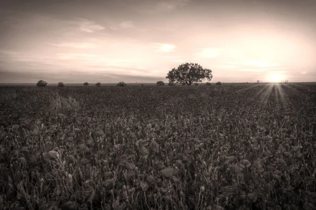 Fototapeta na ścianę zachodzące słońce nad polaną czerwonych maków FP 1427 - Wzór graficzny. Widoczny krajobraz