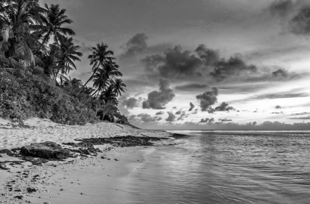 Czarno-biała fototapeta na ścianę z nadrukiem tropikalnej plaży z palmami nad oceanem