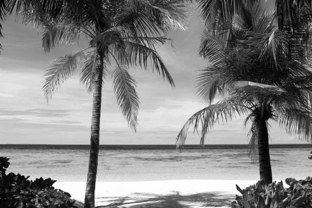 Czarno-biała fototapeta na ścianę z nadrukiem egzotycznej plaży z palmami nad brzegiem morza