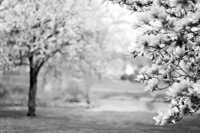 Fototapeta na ścianę kwitnąca magnolia FP 1551 - Wzór graficzny. Kwiaty magnolii w odcieniach bieli i szarości