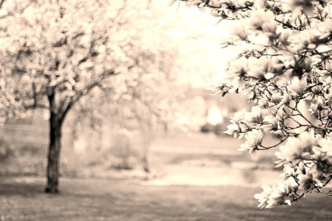 Fototapeta na ścianę kwitnąca magnolia FP 1551 - Wzór graficzny. Kwiaty magnolii w odcieniach bieli i różu na gałęziach