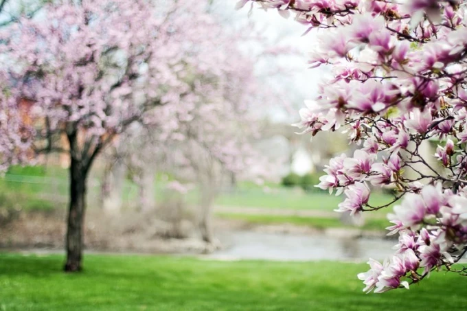 Fototapeta na ścianę kwitnąca magnolia FP 1551 - Wzór graficzny. Kwiaty magnolii w odcieniach różu na tle zielonej trawy