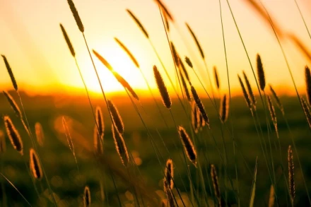 Fototapeta na ścianę piękne zielone trawy FP 1580