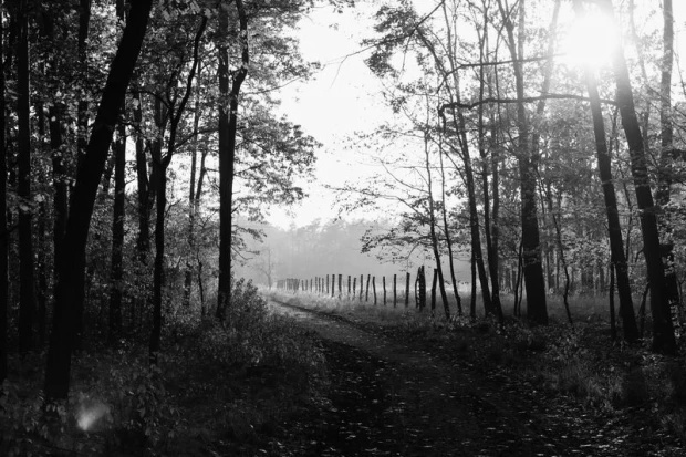 Fototapeta na ścianę trasa przez las FP 1725 - Wzór graficzny. Czarno-biała scena z drzewami i ścieżką w lesie