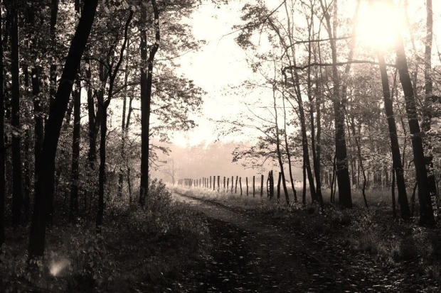 Fototapeta na ścianę trasa przez las FP 1725 - Wzór graficzny. Droga przez las z drzewami i ogrodzeniem w tle