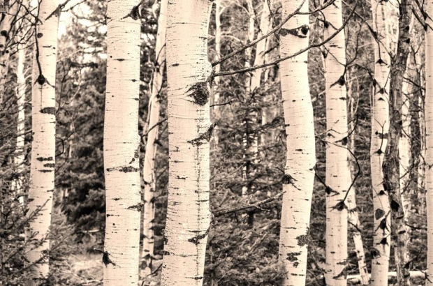Fototapeta na ścianę z nadrukiem pni brzóz w odcieniu sepii na tle ciemnego lasu iglastego