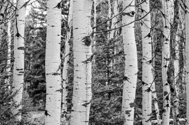 Fototapeta na ścianę z czarno-białym nadrukiem lasu brzozowego z widocznymi pniami drzew