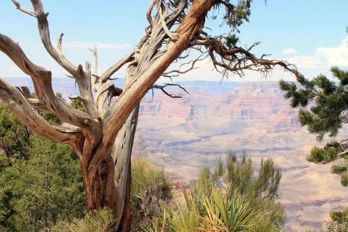 Fototapeta na ścianę kosodrzewina rosnąca nad kanionem FP 1835 - Aranżacja w salonie. Naturalne odcienie brązu i zieleni