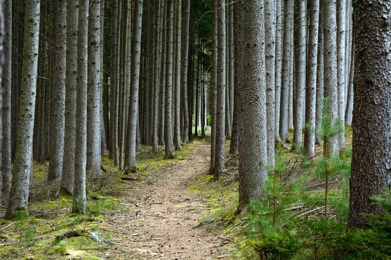 Fototapeta na ścianę gęsty las iglasty FP 2047