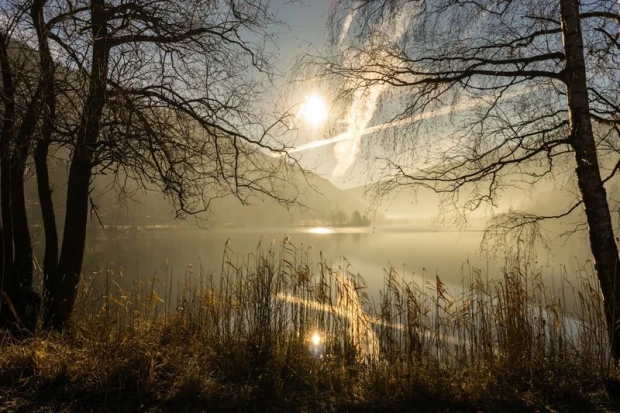 Fototapeta z nadrukiem dzikiego jeziora o wschodzie słońca, otoczonego drzewami i trzcinami we mgle
