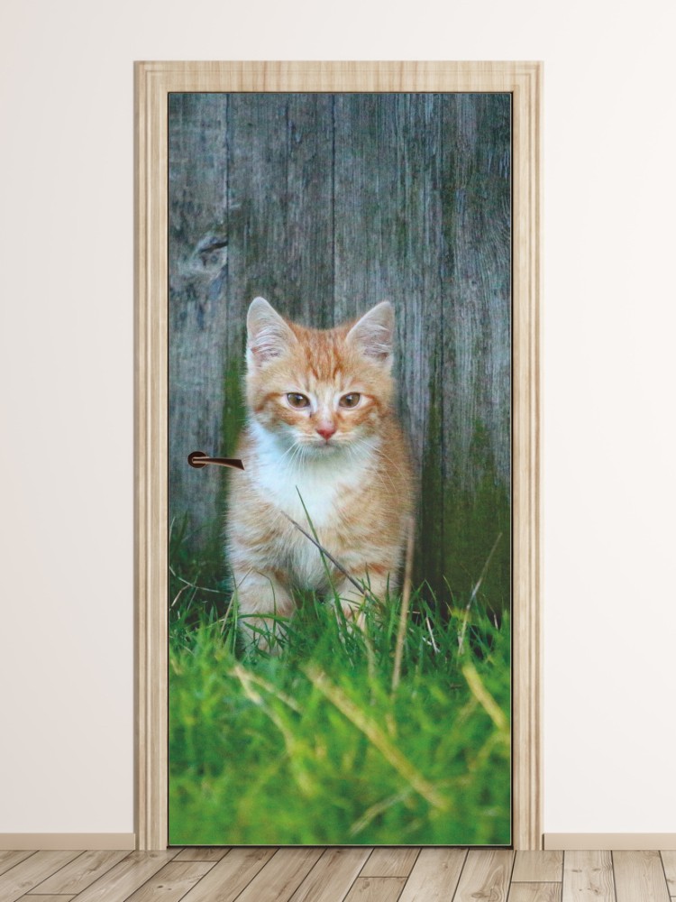 Fototapeta na drzwi kociak FP 2899 D